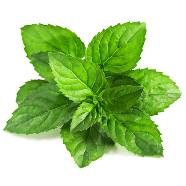 ingredients_organic_mint