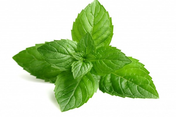 ingredients_mint